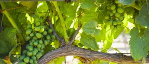 Pietre-del-Sole-GVP-vino-fai-da-te-vendemmia-viticoltura-degustazione-1